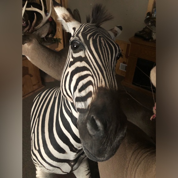 Taxidermy Other - Zebra